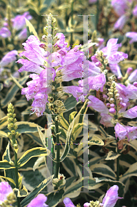 Picture of Physostegia virginiana 'Variegata'