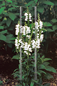 Picture of Physostegia virginiana 'Miss Manners'