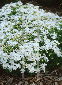 Picture of Phlox subulata 'White Delight'