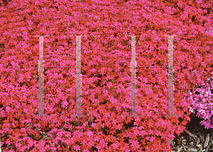 Picture of Phlox subulata 'Scarlet Flame'