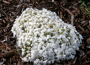 Picture of Phlox subulata 'Snowflake'