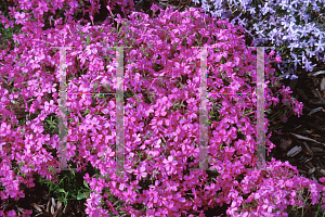 Picture of Phlox subulata 'Red Wings'