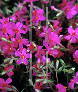 Picture of Phlox subulata 'Millstream Daphne'