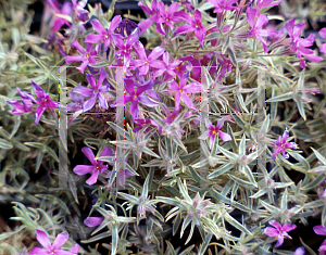 Picture of Phlox subulata 'Laurel Beth'