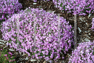 Picture of Phlox subulata 'Fort Hill'