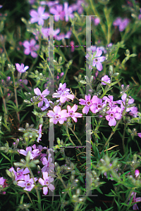 Picture of Phlox subulata 'Dirigo Arbutus'