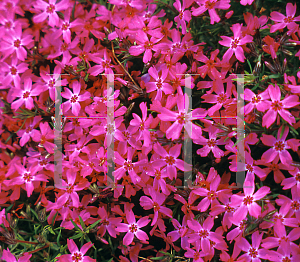 Picture of Phlox subulata 'Crimson Beauty'