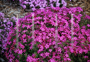 Picture of Phlox subulata 'Crimson Beauty'