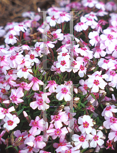 Picture of Phlox subulata 'Coral Eyes'