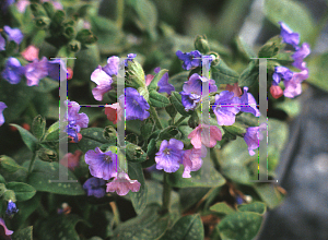 Picture of Pulmonaria saccharata 'Pink Dawn'