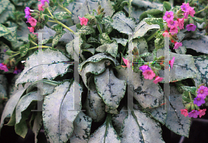Picture of Pulmonaria saccharata 'Margery Fish'