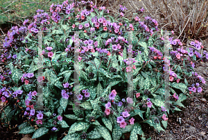 Picture of Pulmonaria saccharata 'Margery Fish'