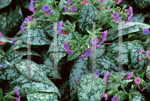 Picture of Pulmonaria saccharata 'British Sterling'