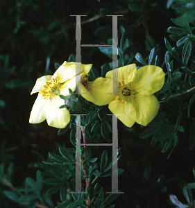 Picture of Potentilla fruticosa 'Goldfinger'