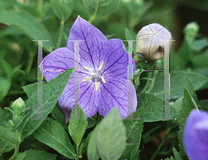 Picture of Platycodon grandiflorus 'Sentimental Blue'