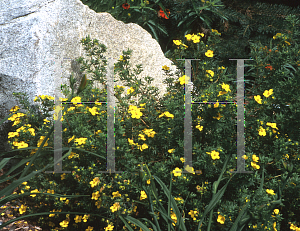 Picture of Potentilla fruticosa 'Goldfinger'