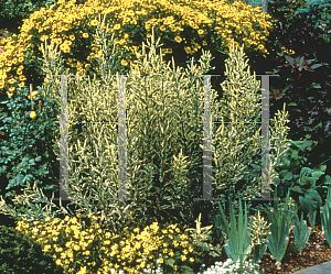 Picture of Physostegia virginiana 'Variegata'