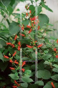 Picture of Salvia holwayii 