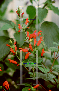 Picture of Salvia holwayii 