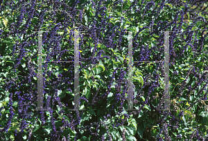 Picture of Salvia pratensis 'Indigo'