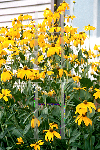 Picture of Rudbeckia nitida 'Herbstsonne'