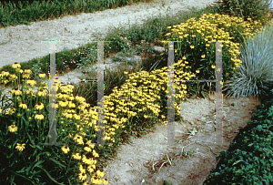 Picture of Rudbeckia fulgida var. speciosa 'Viette's Little Suzy'