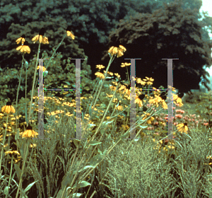 Picture of Rudbeckia maxima 