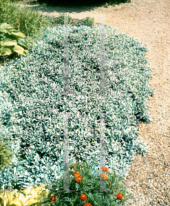 Picture of Stachys byzantina 'Silver Carpet'