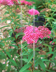 Picture of Spiraea japonica 'Neon Flash'