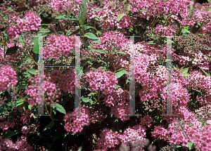 Picture of Spiraea japonica 'Little Princess'