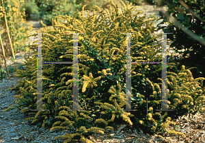 Picture of Solidago spathulata 'Golden Fleece'