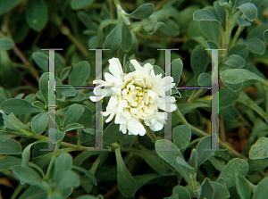 Picture of Silene uniflora 'Swan Lake'