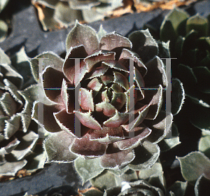 Picture of Sempervivum  'Oddity'