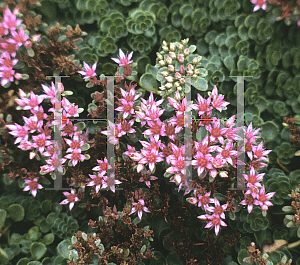 Picture of Sedum spurium 'John Creech'