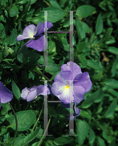 Picture of Viola x wittrockiana 'Maggie Mott'