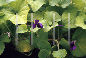 Picture of Viola odorata 'Lianne'