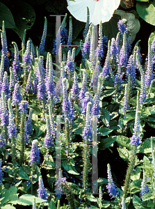 Picture of Veronica longifolia 'Sunny Border Blue'