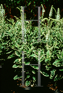 Picture of Veronica spicata 'Noah Williams'