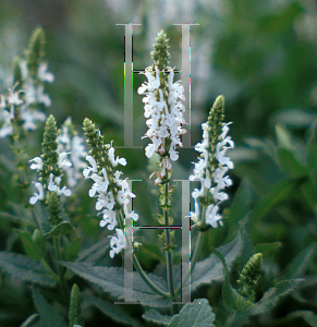 Picture of Veronica spicata 'Icicle'