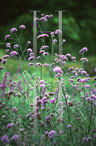 Picture of Verbena bonariensis 