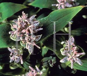 Picture of Tricyrtis hirta 'Miyazaki'