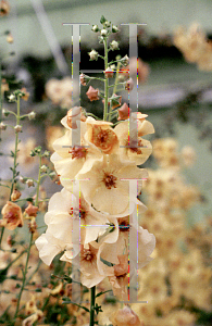 Picture of Verbascum phoeniceum 'Jackie'