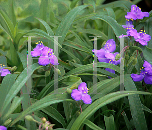 Picture of Tradescantia x andersoniana 'Blue Stone'