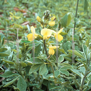 Picture of Thermopsis lanceolata 