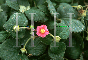 Picture of Fragaria frel 'Lipstick'