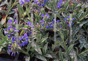 Picture of Pulmonaria longifolia 'Roy Davidson'