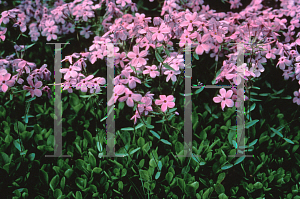 Picture of Phlox stolonifera 'Pink Ridge'