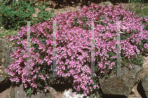 Picture of Penstemon fructicosus 'Purple Haze'