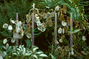 Picture of Lunaria annua 