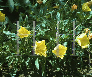 Picture of Oenothera macrocarpa 'Silver Wings'